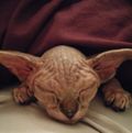 sphynxfriend