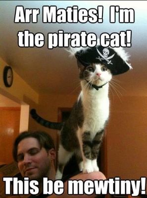 pirate cat.JPG