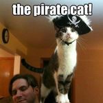 pirate cat.JPG