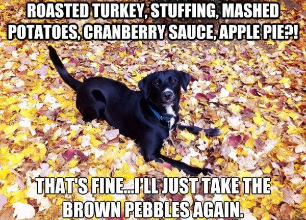 thanksgiving-dog-meme.jpg