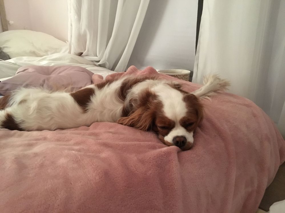 Chewing boxes is a lot of work, she needed a nap.