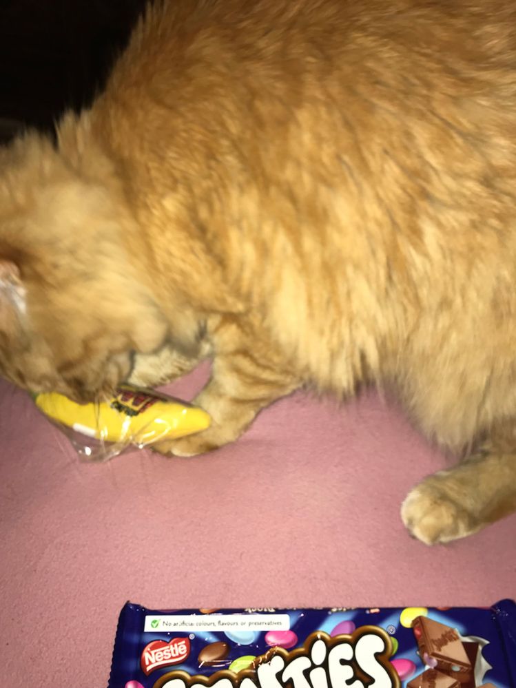 Max the "CATnip" burglar... notice the plastic wrap still firmly attached to his play banana!