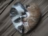 kitten-sleep-heart.jpg