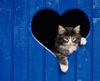 kitty-fence-blue-heart.jpg