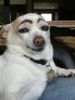 eyebrows-dog-e1339680838624.jpeg