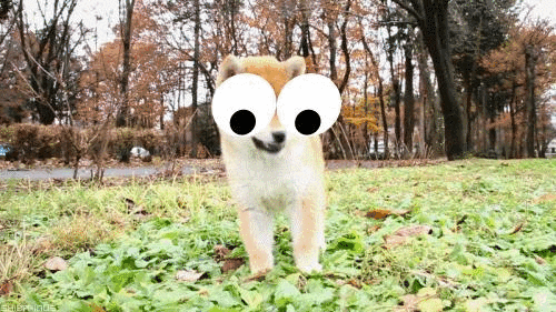googlydog.gif