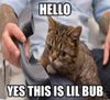 lil-bub-takes-a-call-the-kitten-with-dwarfism-7148.jpg