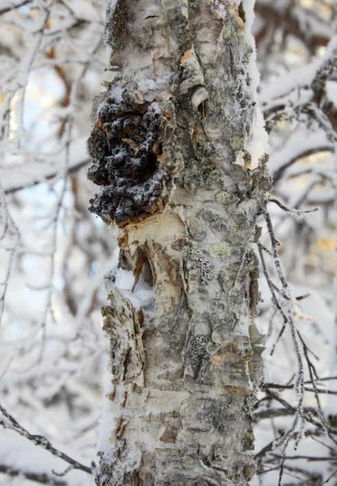 The beautiful and powerful Chaga mushroom or "king mushroom" in the wild.