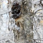 The beautiful and powerful Chaga mushroom or "king mushroom" in the wild.