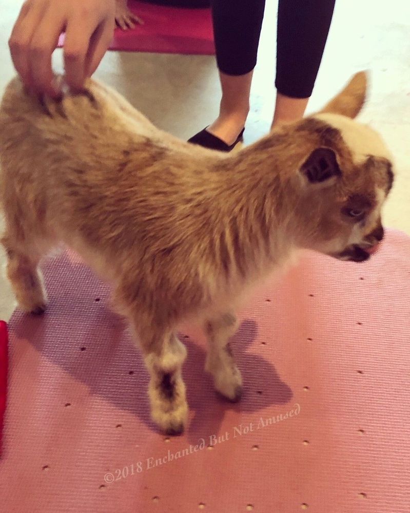 021118babygoat.jpg