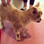 021118babygoat.jpg