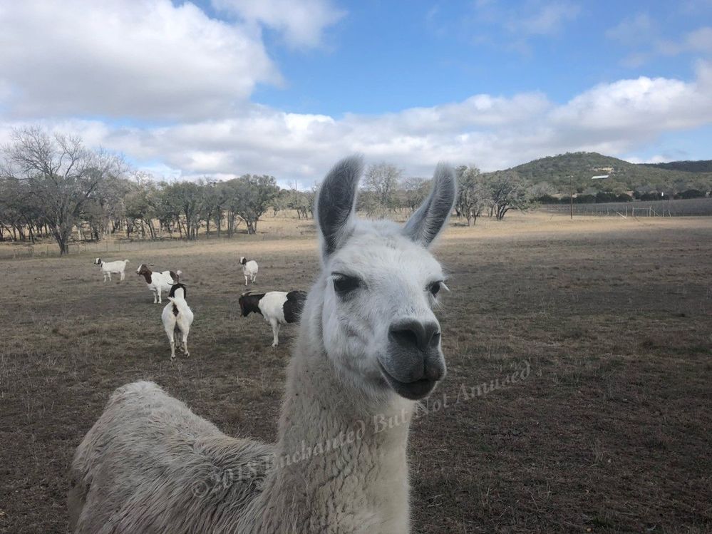 021118llamallama.jpg