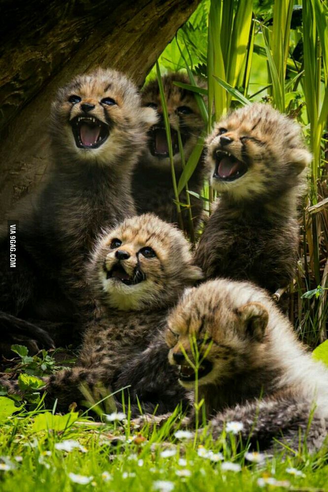 Baby-cheetahs-laughing.jpg