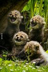 Baby-cheetahs-laughing.jpg