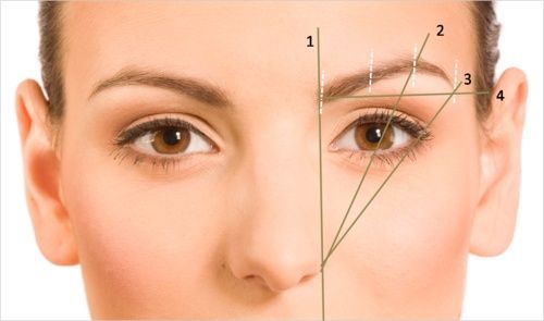 eyebrows-shape-basics.jpg